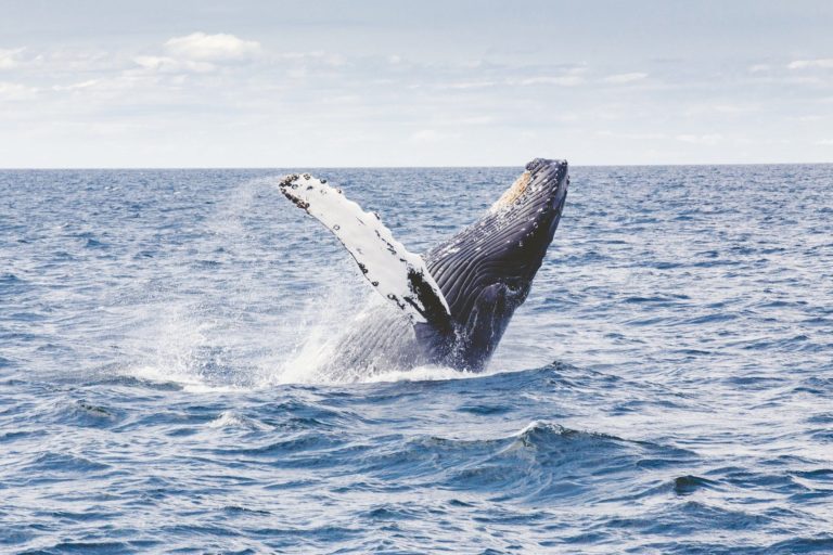 Whale verplaatst $1,3 miljard aan Bitcoin, maar waarom?