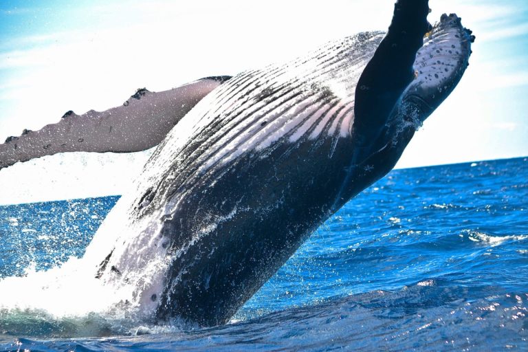 Bitcoin whale verkoopt bitcoins na 2 jaar HODLen