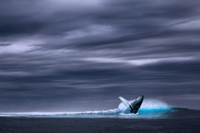 Recordaantal Bitcoin whales is een positief signaal voor BTC-koers