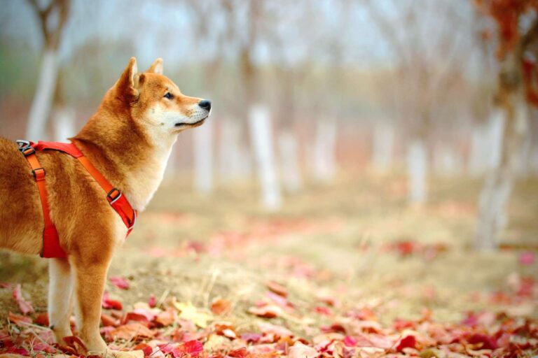 Koersen van Shiba Inu, Bone Shibaswap en Leash schieten omhoog