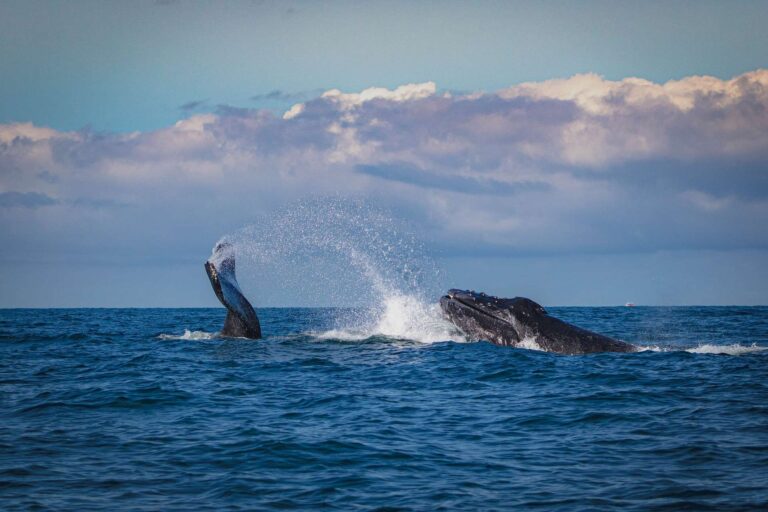 XRP whales kopen meer XRP, herhaalt de geschiedenis zich?